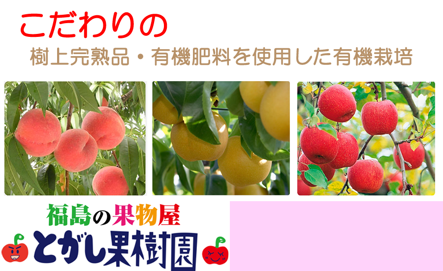 福島の桃 梨 りんごの果樹園 こだわりの 樹上完熟品 の収穫 とがし果樹園